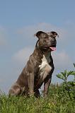 AMSTAFF ADULT 404